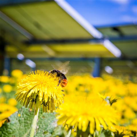 Wild bee in a solar park